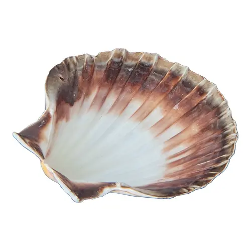 Coquille Shell Ø12,0cm